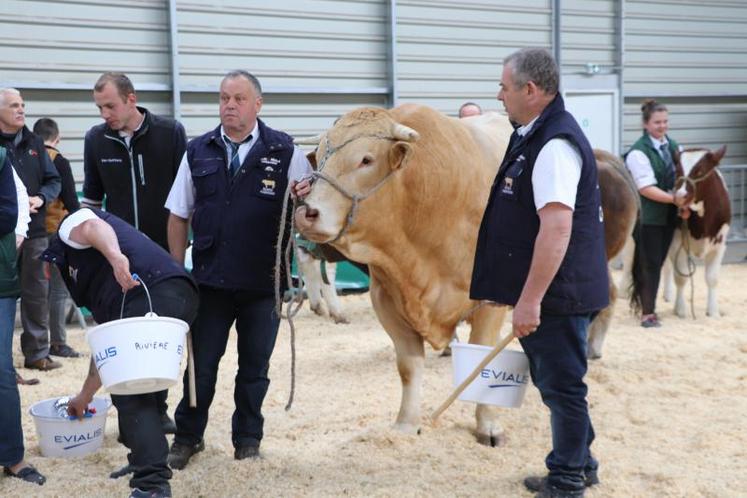 Présentation d'un taureau Blonde d'Aquitaine