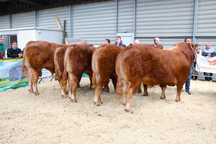 Concours départemental Limousin - foire de Lisieux