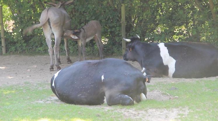 Avec les ânes du Poitou et les Bretonnes Pie Noir (ici, sur la photo), Lucien Lebreton a participé à la conservation de ces deux races.