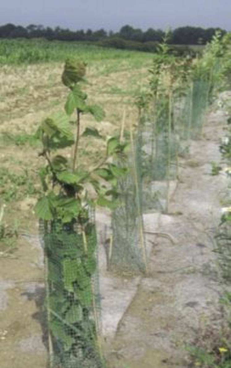 L’agroforesterie consiste à associer la production de bois à la production agricole pour faire profiter à l’une des bénéfices de l’autre.