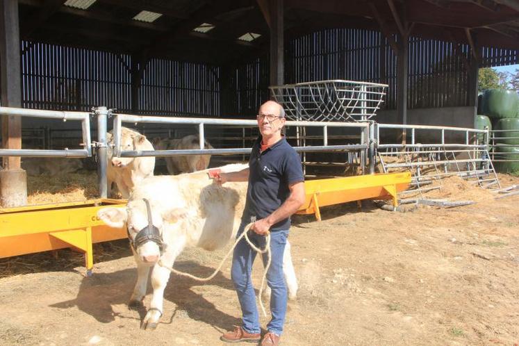 Bruno Hie emmènera huit de ses animaux défiler au concours de la race Charolaise qui se tiendra à la Foire Internationale de Caen. DR