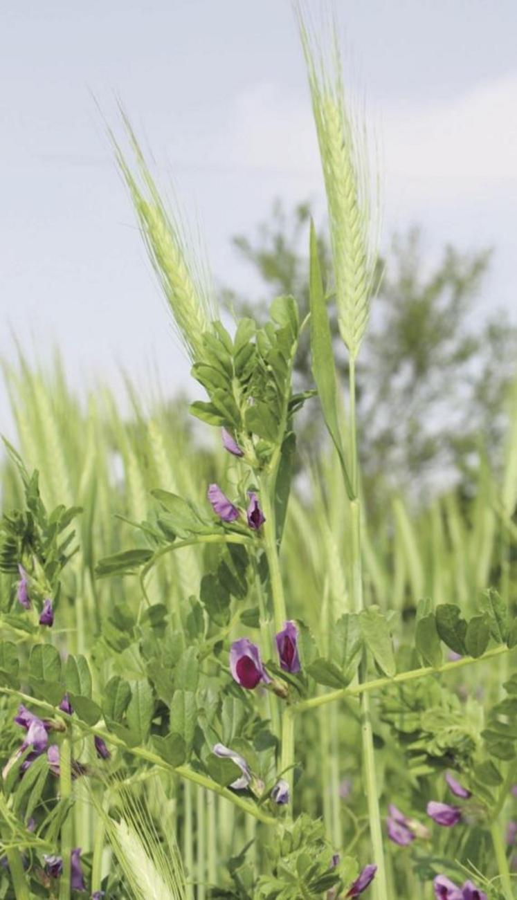 Triticale + vesce, un mélange à ensiler ou à moissonner.