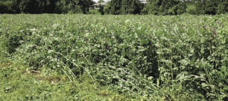 Le méteil 2014 de Vincent Picot, éleveur laitier manchois : un mélange riche en féverole et pois, 
complété par vesce et avoine, récolté en ensilage au mois de mai.