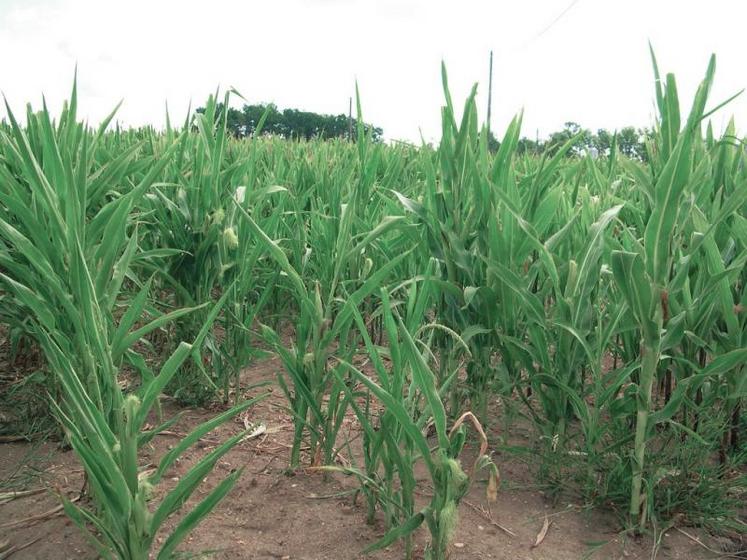 Les conditions extrêmes de déficit hydrique peuvent perturber le fonctionnement de la plante et accélérer la dessiccation de celle-ci