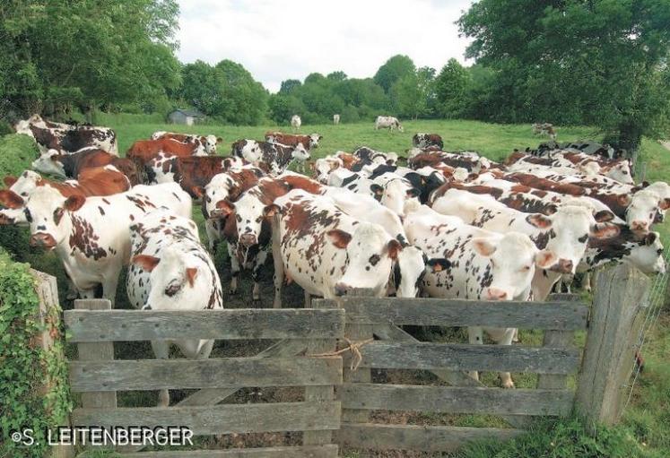 “Grands troupeaux” : sous cette dénomination, ont été regroupés les élevages laitiers de plus 
de 75 vaches.