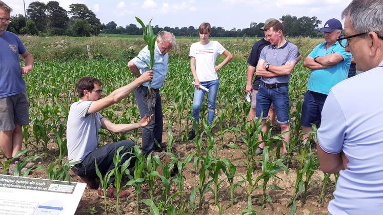 Clément Chevalier montre le système racinaire du maïs : « il se développe bien, en profondeur et en largeur, grâce aux microfissures latérales créées par les dents du strip till ». 