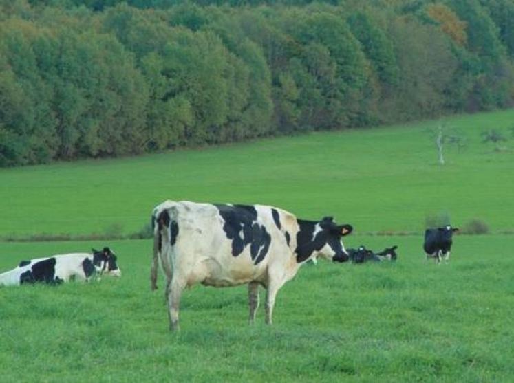 Atelier vaches laitières conduit en agriculture biologique.