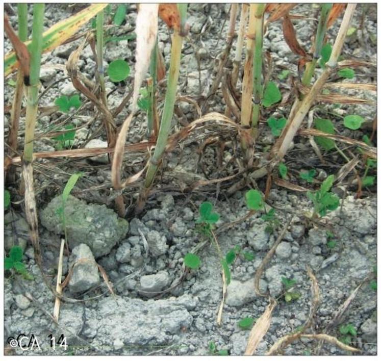 Les plantules de trèfle violet, fin juin, semé sous couvert d’une orge de printemps.