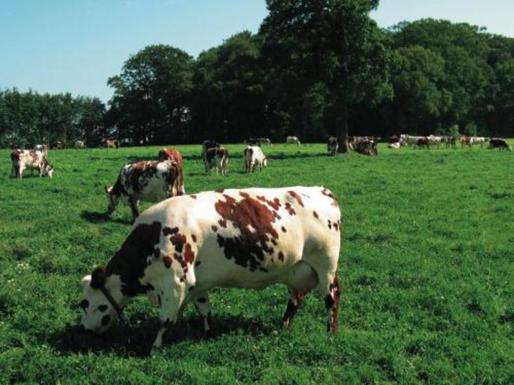 Une herbe bien gérée présente des valeurs alimentaires intéressantes.