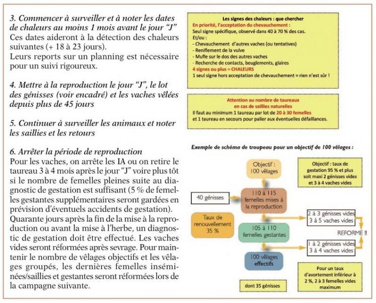 Les étapes 3, 4, 5 et 6 pour grouper les vêlages