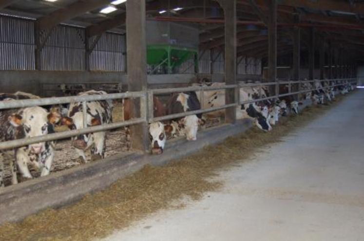 Un peu plus de 4 500 producteurs laitiers étaient en activité fin 2009 avec un quota moyen approchant les 300 000 litres.