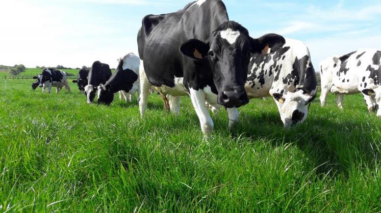 Fé́tuque des prés pâturé́e par des vaches latières.