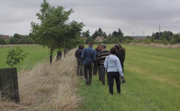 Le jeudi 15 septembre dernier, le GIEE Agroforesteries en Normandie organisait une réunion d’information sur les systèmes agroforestiers. Après une intervention en salle, une visite de parcelle avait lieu, permettant aux participants de découvrir l’ambiance particulière créée par les lignes d’arbres au milieu de la parcelle.