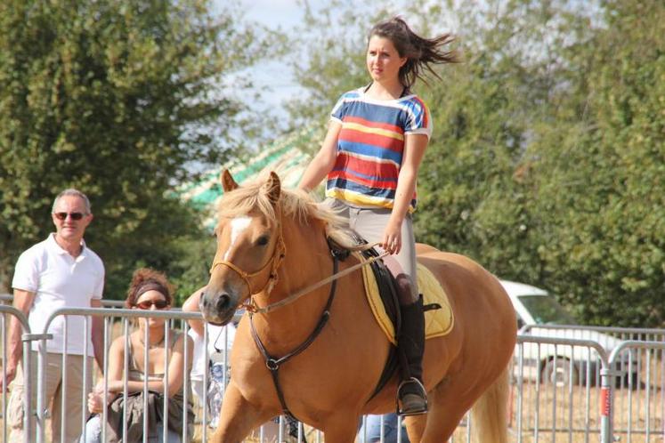 Démonstration de cheval au licol