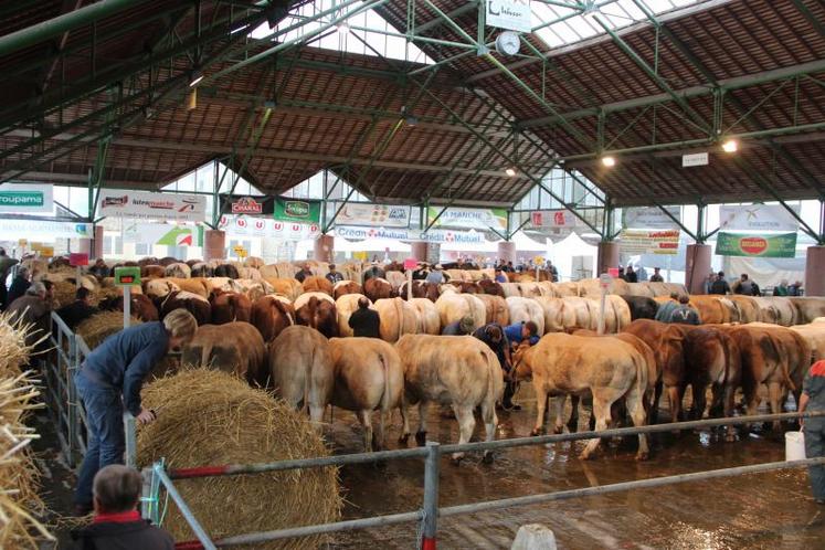 185 bovins viande venus de Normandie, Bretagne et des Pays de Loire; un régal pour les yeux.