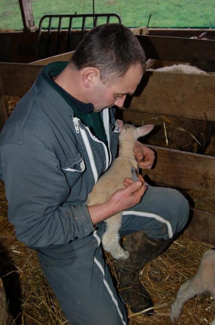 En 2007, la Basse-Normandie comptait 108 000 ovins. (Source Agreste)