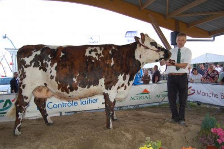 Luc Destrés (St Sauveur le Vicomte) a remporté trois premiers prix de sections en Normandes.