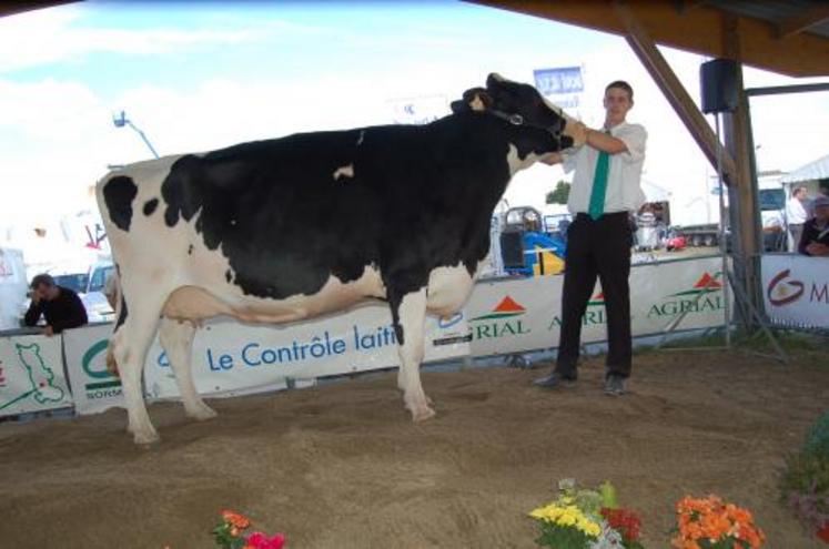 Les première sections Prim'Holstein ont mis en relief des animaux aux mamelles parfaitement fonctionnelles.