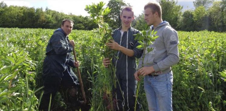 Le lycée agricole de Saint-Lô Thère et la ferme expérimentale de La Blanche Maison ont testé pendant l’hiver 2014/2015 des mélanges fourragers riches en protéagineux (méteils) et intercalés entre deux cultures de maïs.