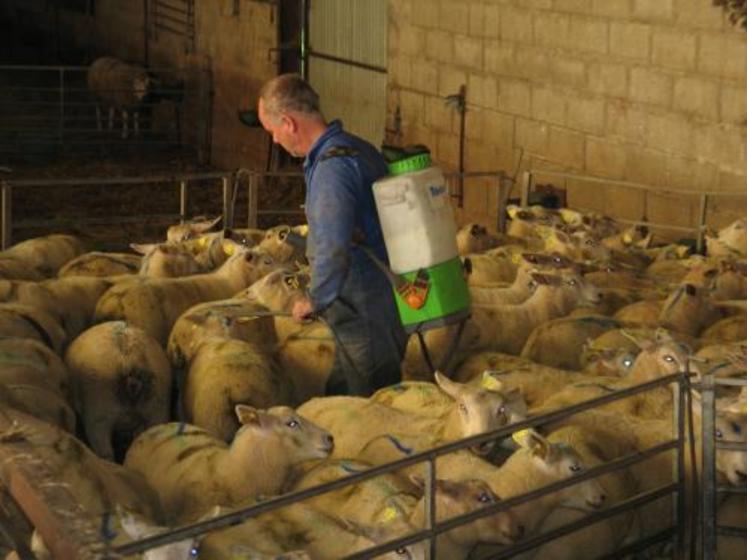 Pour le GDS et les services sanitaires du Calvados, il faut désinsectiser sans attendre les ruminants.