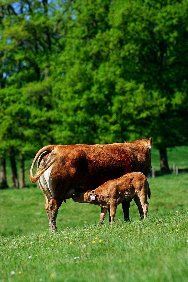 La production d'une vache allaitante se limite à un veau qui va consommer environ 1 500 litres de lait.