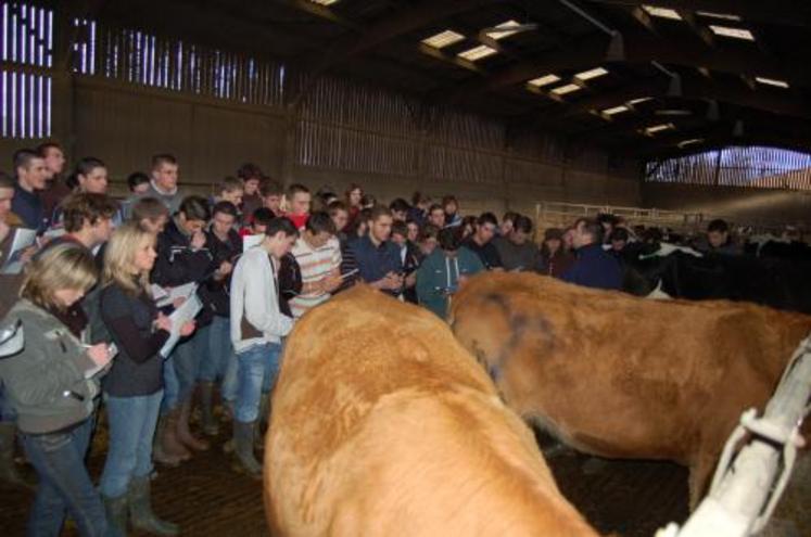 Début du jugement en race à viande, ici des Limousines.