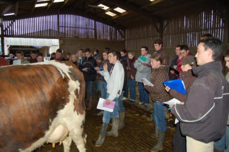 Races Normande et Prim'Holstein, le coup d’œil est indispensable pour bien jauger l’animal