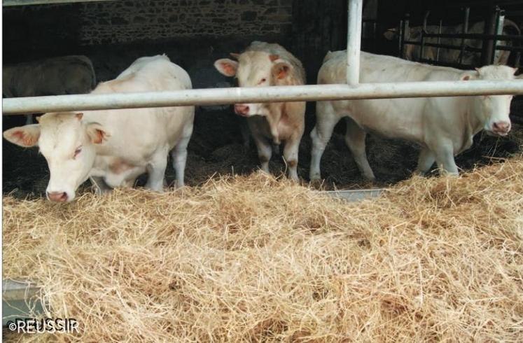Des mesures préventives, simples mais efficaces peuvent éviter la transmission de la néosporose
aux bovins.