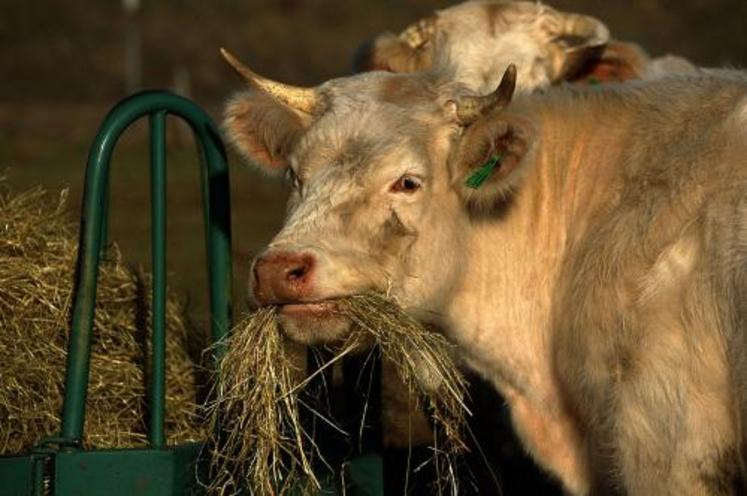 Des foins de qualité moyenne qui obligent à augmenter la complémentation.