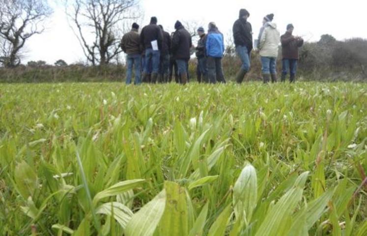 Le plantain semé dans cette prairie est une plante précoce, il est bien développé fin mars.