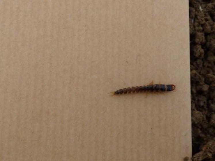 Photo 3 : la larve fait 2 cm de long et peut se trouver à 10-15 cm .