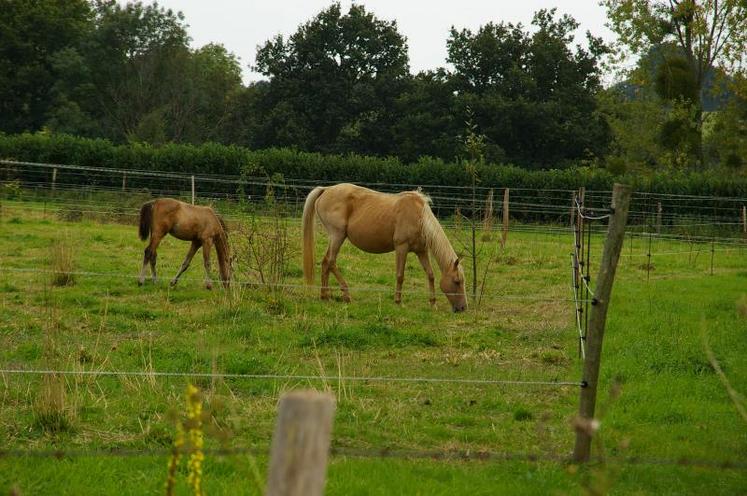 Le cheval est un animal gourmet dont la réputation est de sélectionner les graminées dans la prairie