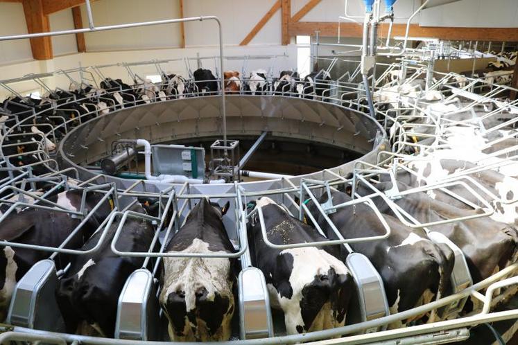 Avec le système de double tour, les vaches sont automatiquement bloquées par un arceau quand leur traite n’est pas terminée.  (DR)