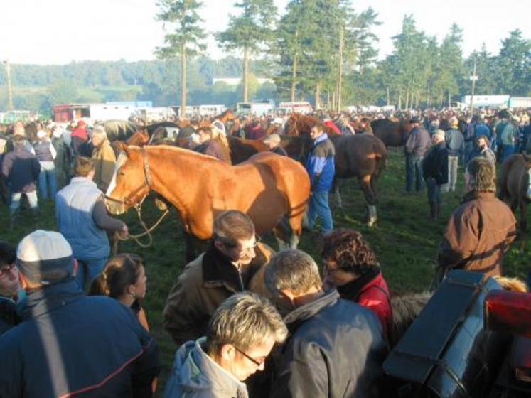 Cette année, environ 700 têtes ont été présentés dans le cadre de la foire, avec un commerce plus actif qu’à Lessay.