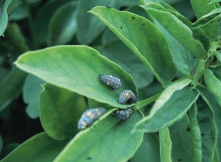 Larves de coccinelles sur féverole. (Source : Arvalis - Institut du végétal)