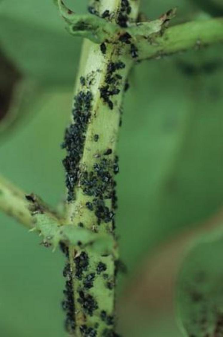 Pucerons noirs sur féverole. (Source: Arvalis - Institut du végétal)