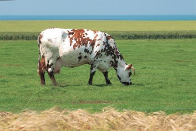 Brut de décoffrage, le produit agricole progresse de façon significative. Mais passé au banc des professionnels, il fait plus pâle figure. Une autre menace pointe le bout de ses cornes : l’élevage normand est en danger si l’on n’y prend garde.