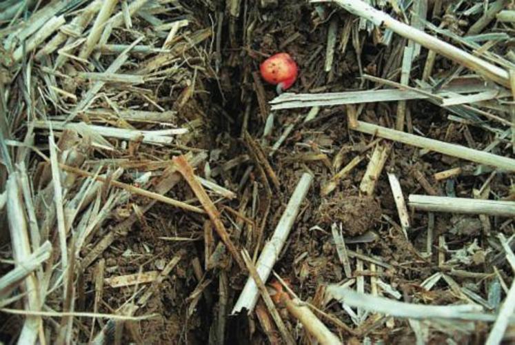 Le semis sans labour des protéagineux est possible sous réserve de quelques précautions indispensables.