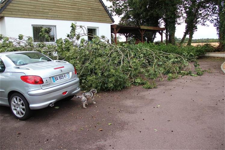 La BCAE 7 de la nouvelle PAC oblige les agriculteurs à conserver les haies. Même quand les arbres tombent ou menacent de tomber ?