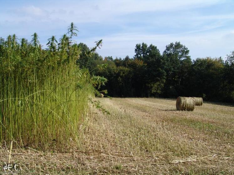 Le chanvre, une production intéressante pour les producteurs à condition d’être structurée.