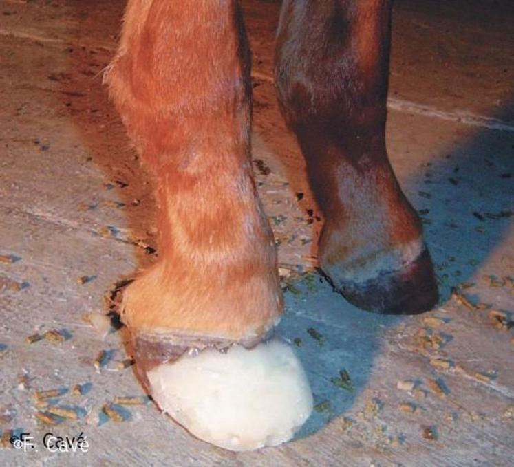 Outil de fer à cheval, équipement de cheval de fabrication fine pour cheval  de pâturage