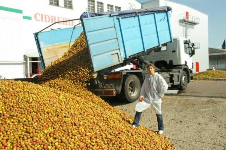 Sandra Feron, en charge de l’agréage à la Cidrerie du Val de Vire. Toutes les pommes de la région, issues du verger basse-tige ou haute-tige, produites 
par des coopérateurs ou non-coopérateurs sont les bienvenues. Il suffit de l’appeler au 02 33 06 65 81.