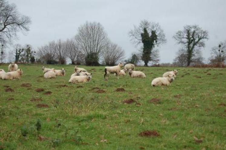 L'Avranchin, une race réputée dans toute la France pour sa laine et ses qualités gustatives.