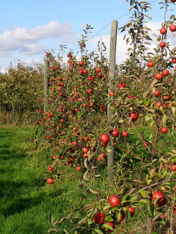 Le verger compte 22 variétés de pommes (crédit photo : LB)