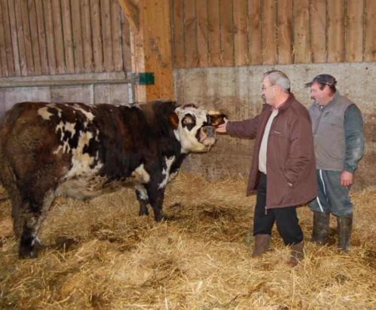 « Nous sommes sur une niche. « La normande à la table des chefs est une micro filière sur la Normandie. Elle me semble complémentaire de la Filière Qualité Race Normande qui travaille avec Carrefour », explique Thierry Colette.