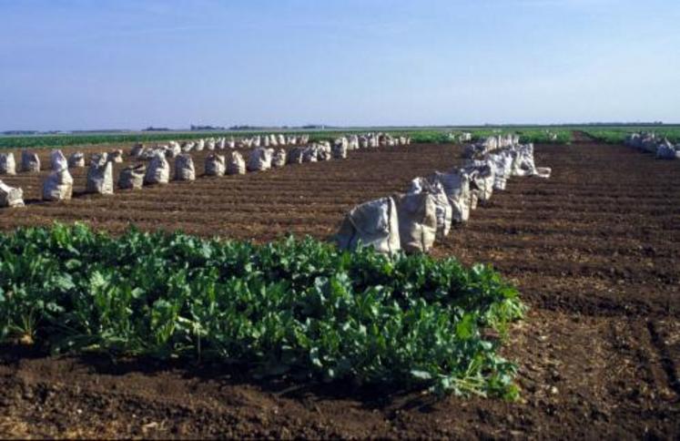 La betterave OGM ? "Rien ne s’y oppose", estiment certains. (Photo d’archives)
