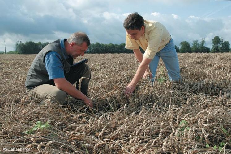 Utilisée dans un premier temps uniquement pour les dégâts causés par la grêle, l'assurance proposée couvre au minimum la sécheresse, le gel, l'inondation ou l'excès d'eau, le vent ou la tempête.