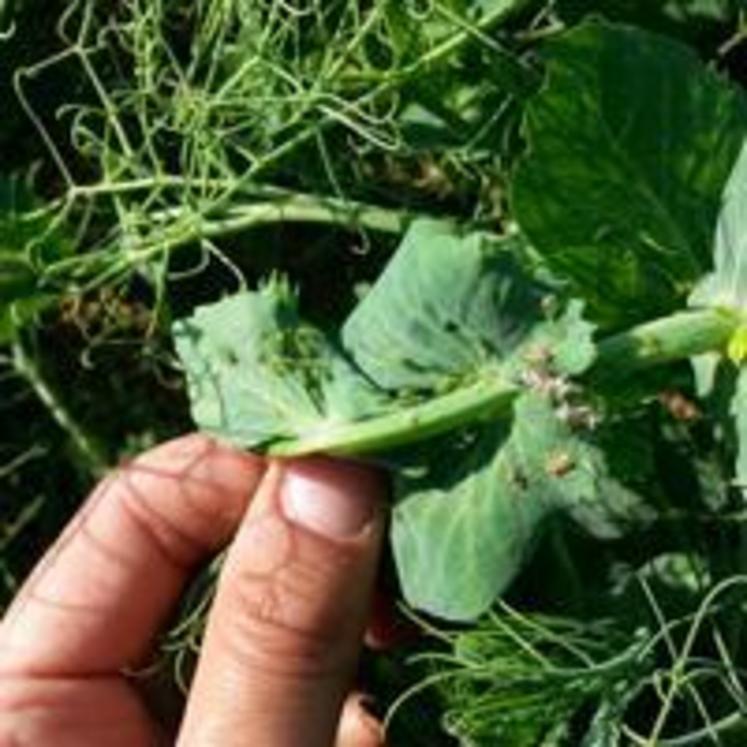 Pucerons verts du pois.