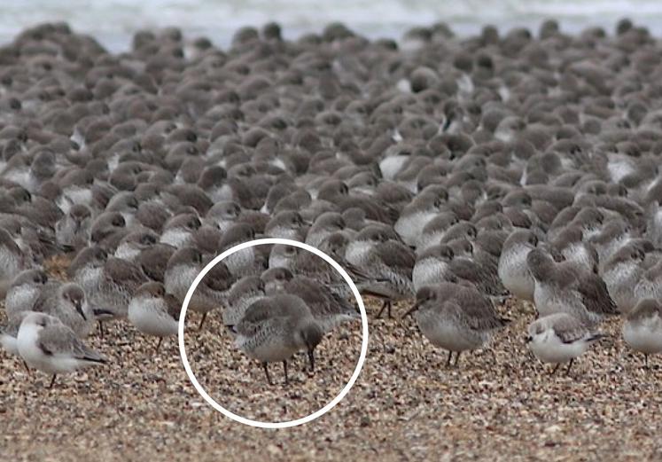 GRIPPE AVIAIRE celui du milieu, tête baissée,est malade.