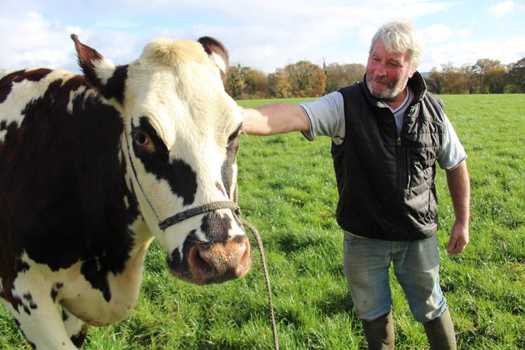 Voici Oreillette, une vache normande et future égérie du Salon de  l'agriculture 2024